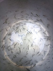 Activities to control mosquito reproduction...